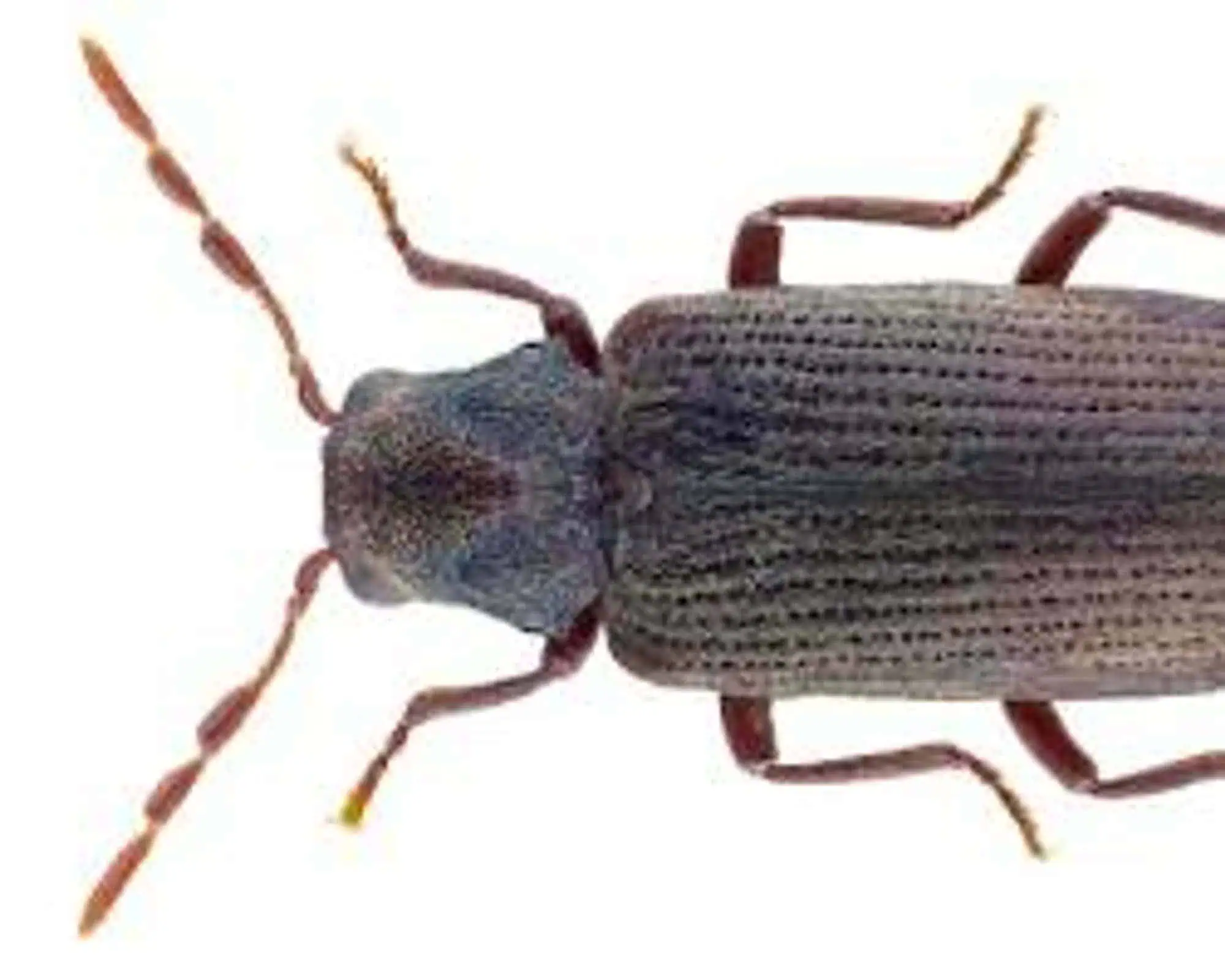 carcoma comun