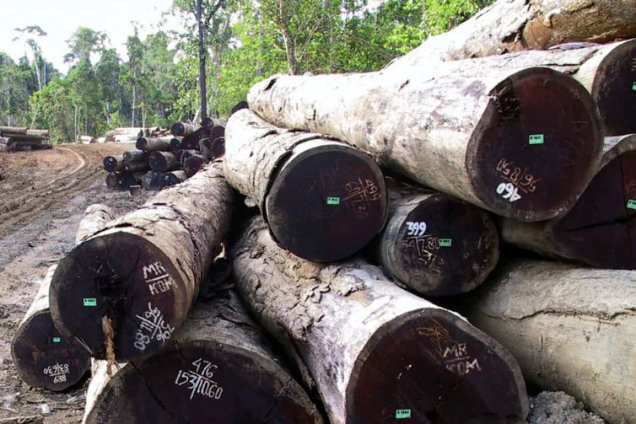 troncos de merbau en tamano grande